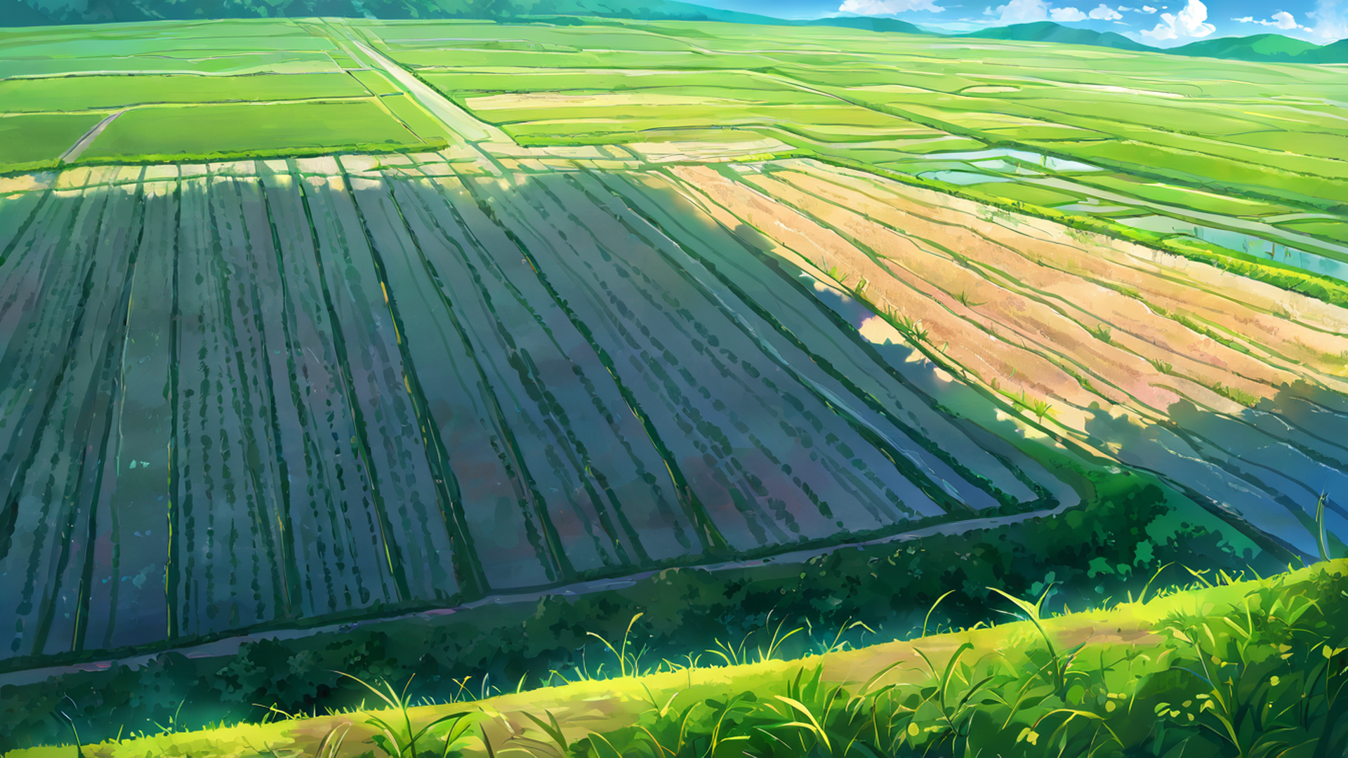 rice fields summer lofi wallpaper